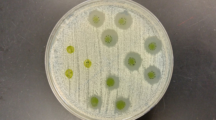 Green goop yields a breakthrough